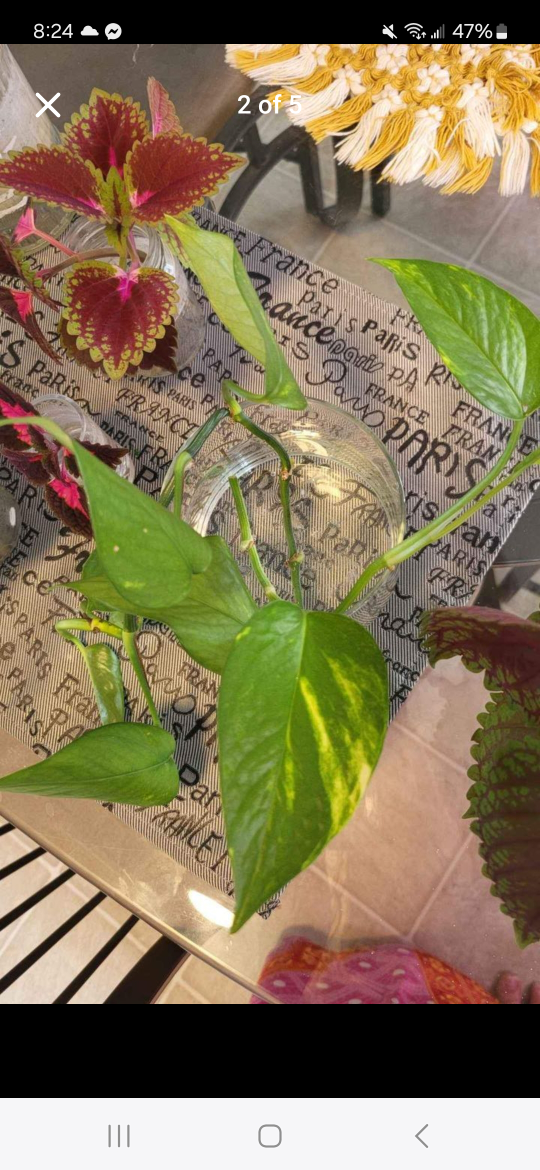 Rooted Plant Clippings LOT - photo 3