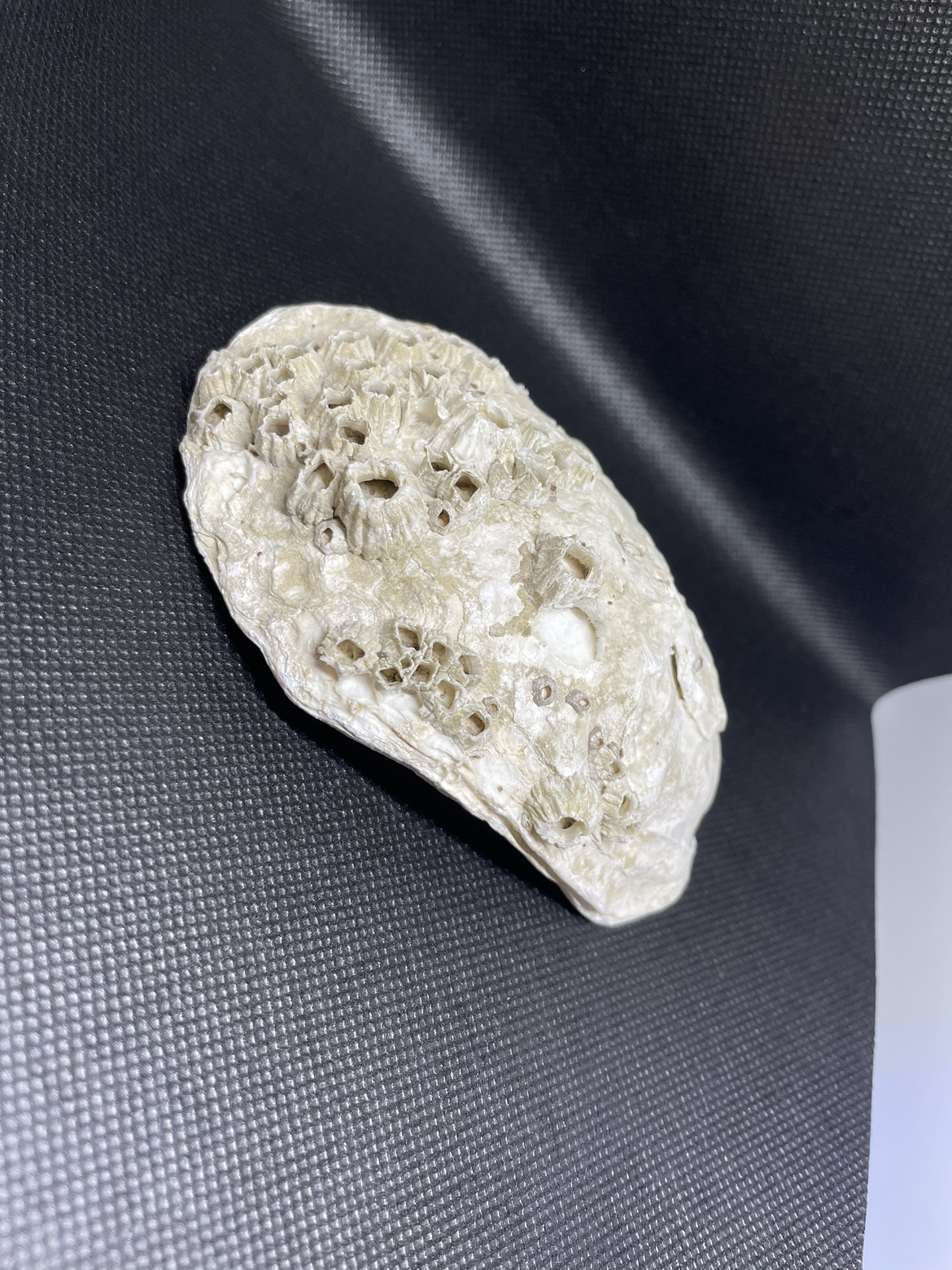 Oyster Shell - photo 4