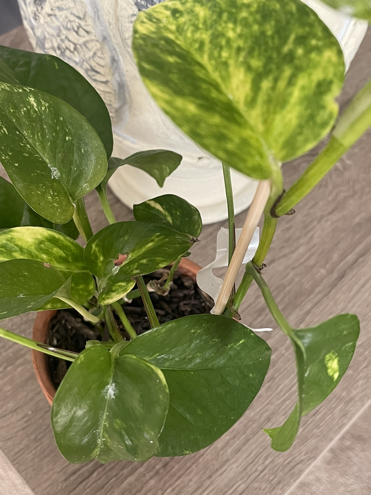 Pothos Plant