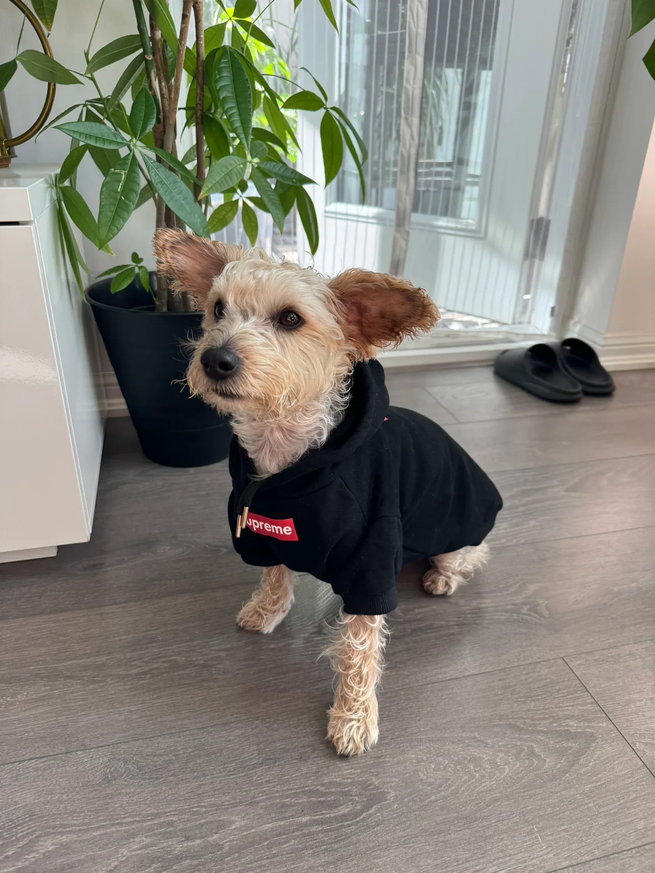 Dog Sweater thumbnail