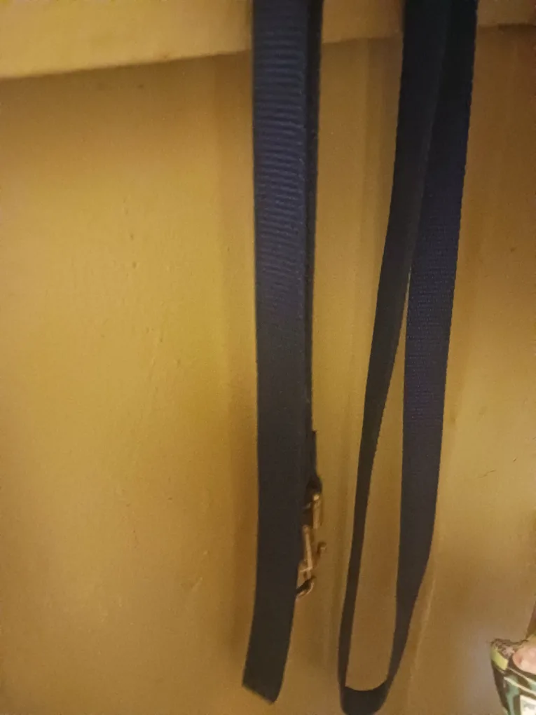 🧡 dog leash thumbnail