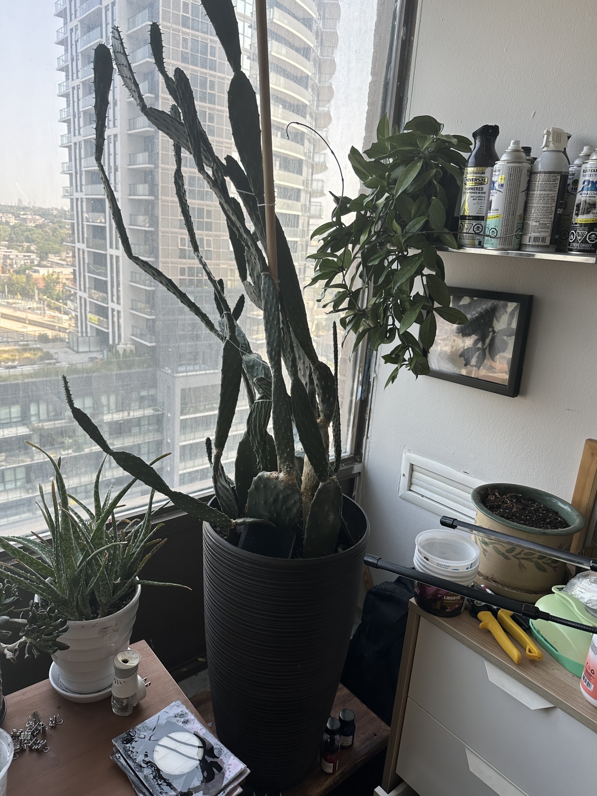Large Cactus Plant