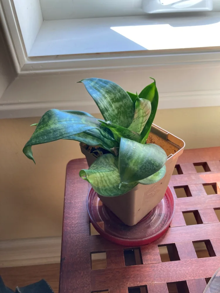 Snake Plant thumbnail