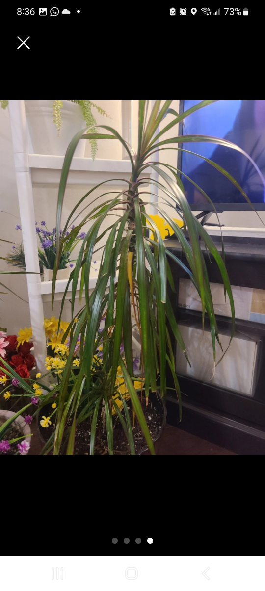 plants
