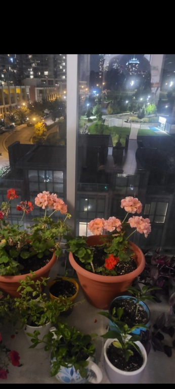plants - photo 2