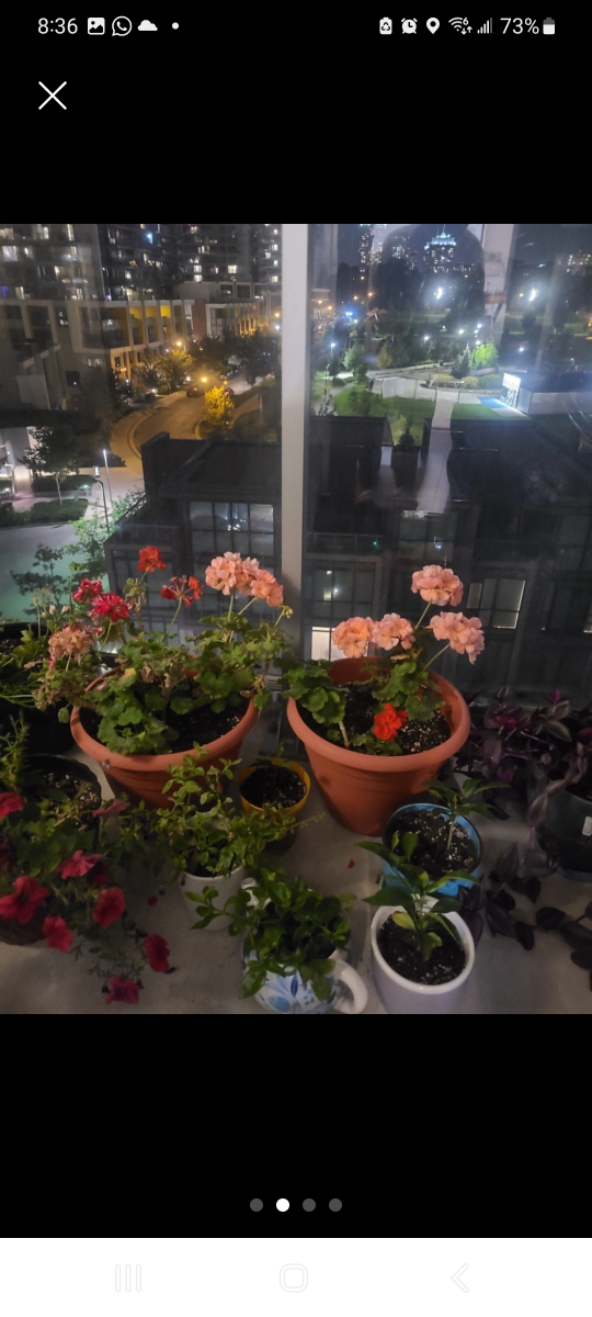 plants - photo 3
