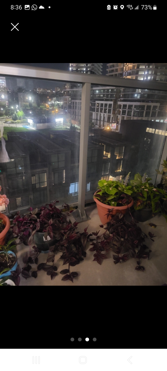 plants - photo 4