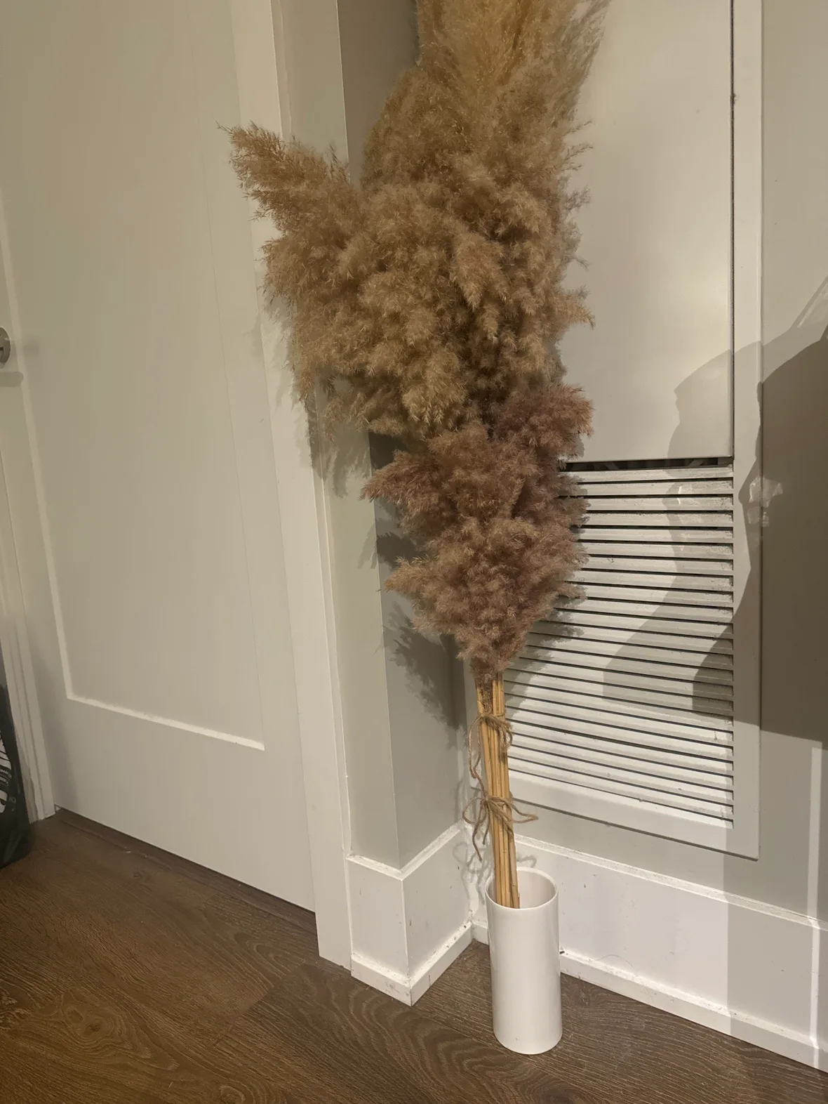 Dried decorative Pampas Grass