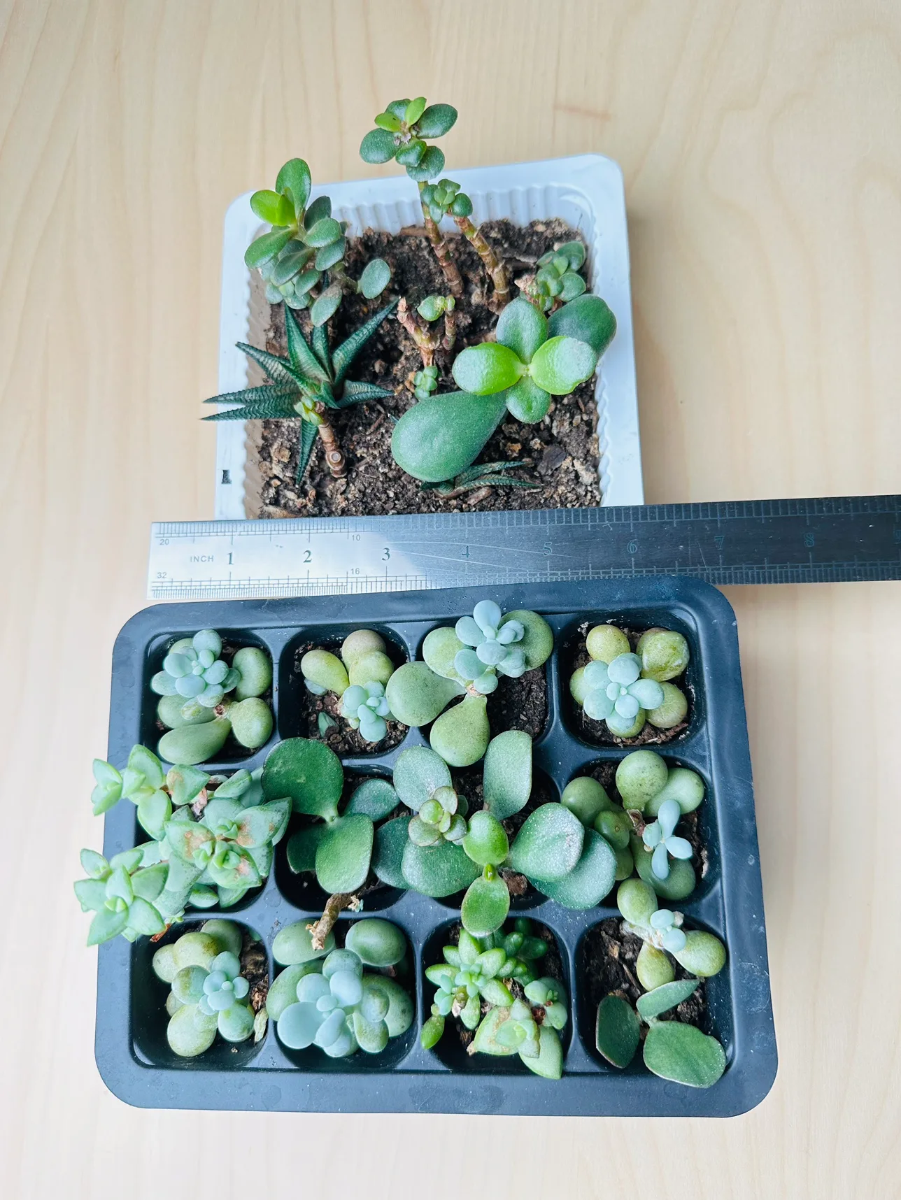 Succulents mixed thumbnail