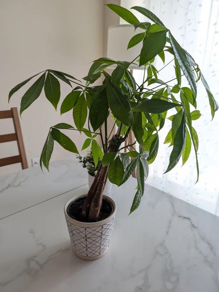 Money Tree Plant thumbnail
