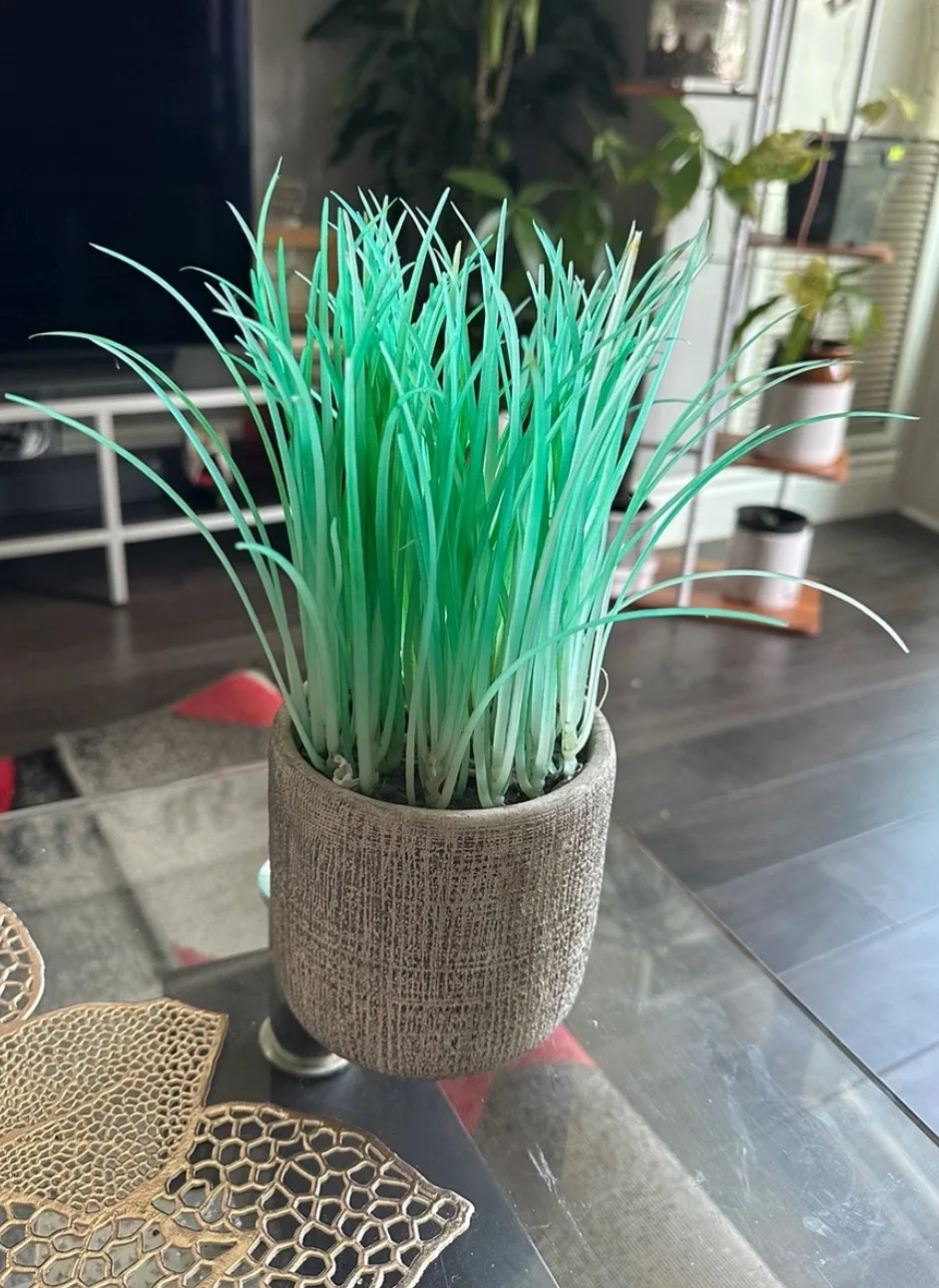 #freecycle Artificial Plant thumbnail