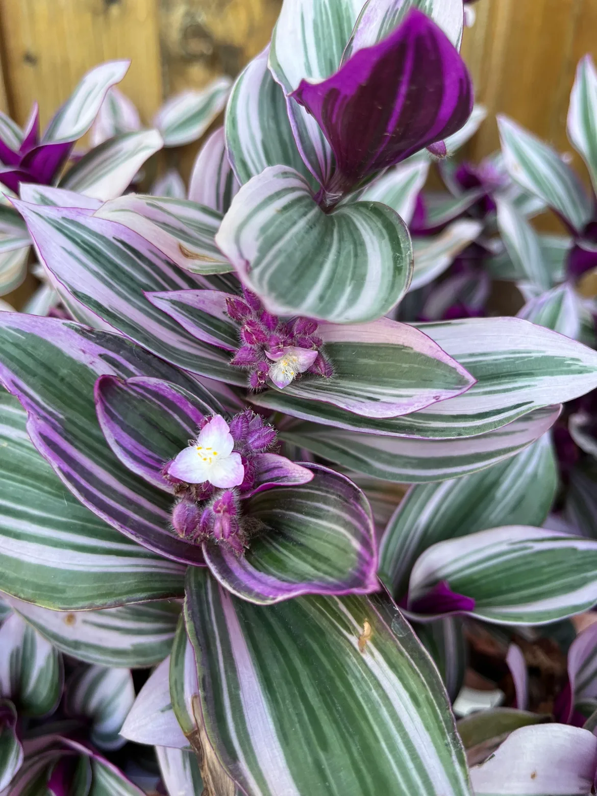 Wandering Jew Plant thumbnail
