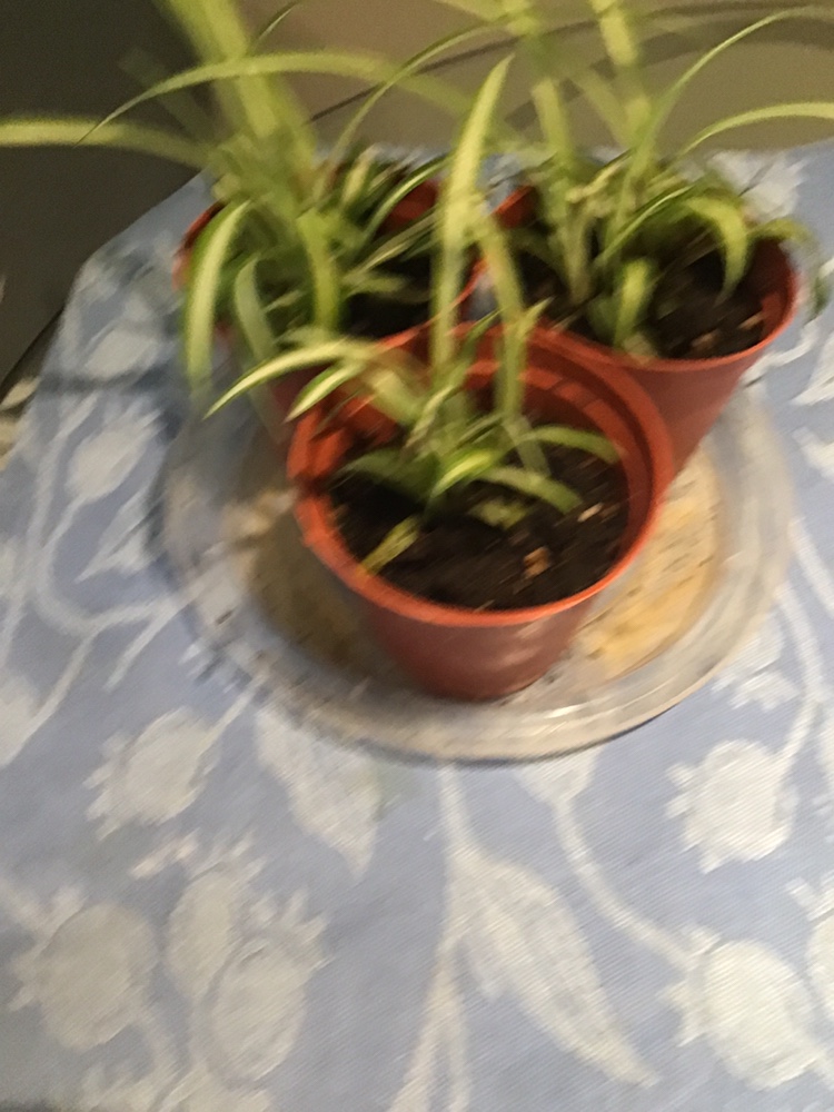 Spider Plants