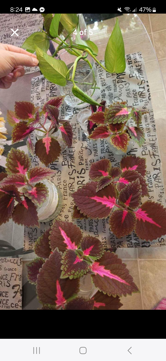 Rooted Plant Clippings LOT