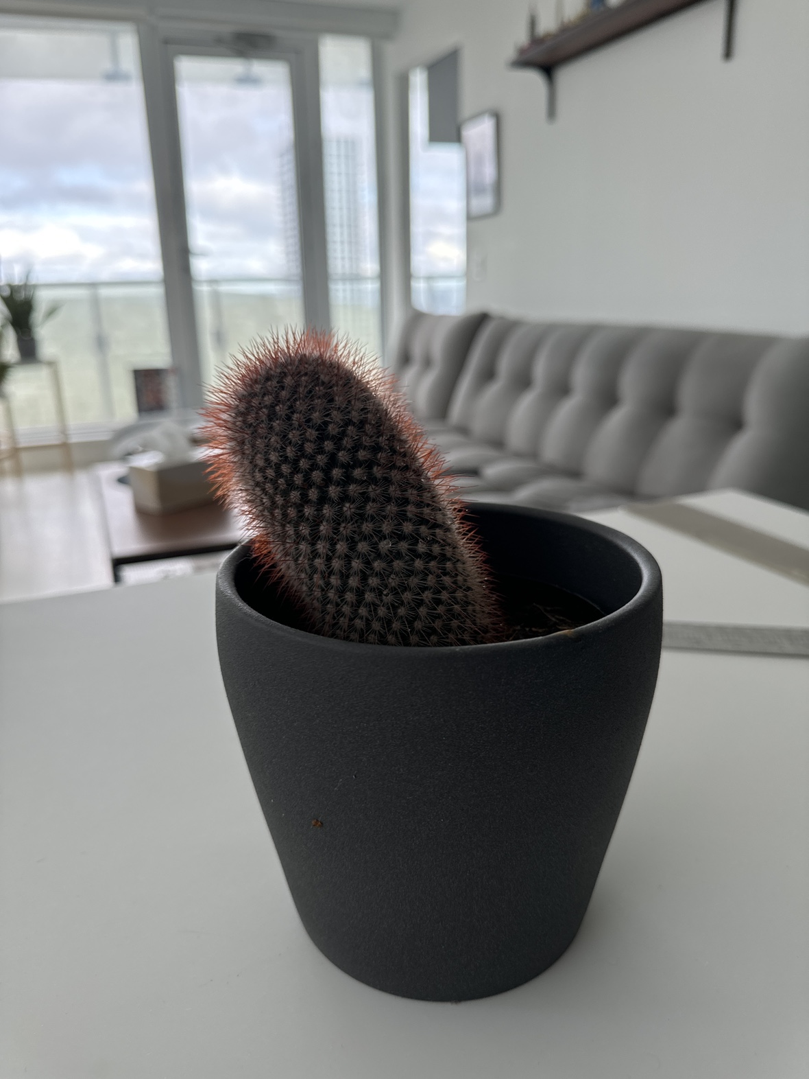 Cactus Plant - photo 2
