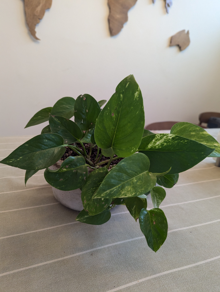 Pothos ivy, devil's ivy, Epipremnum aureum