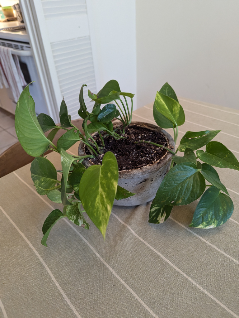 Pothos ivy, devil's ivy, Epipremnum aureum - photo 2