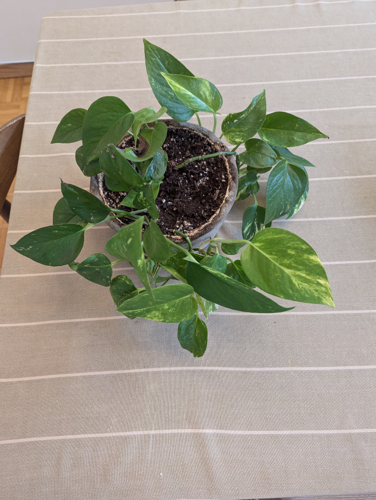 Pothos ivy, devil's ivy, Epipremnum aureum - photo 3