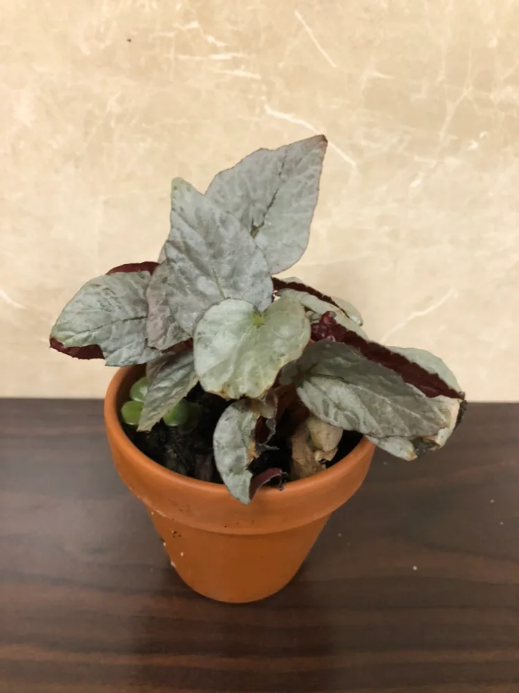 3” begonia thumbnail