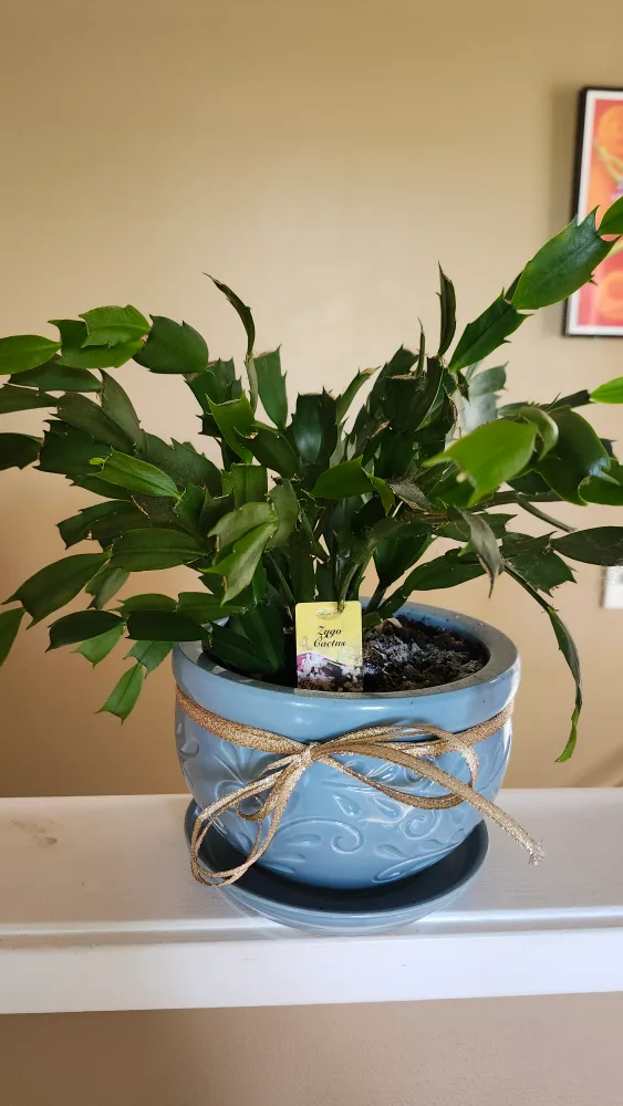 Zygocactus (Christmas Cactus) thumbnail