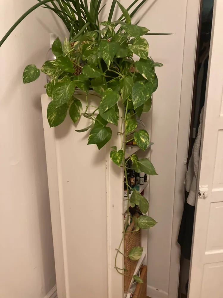 Large Potted Pothos Plant thumbnail