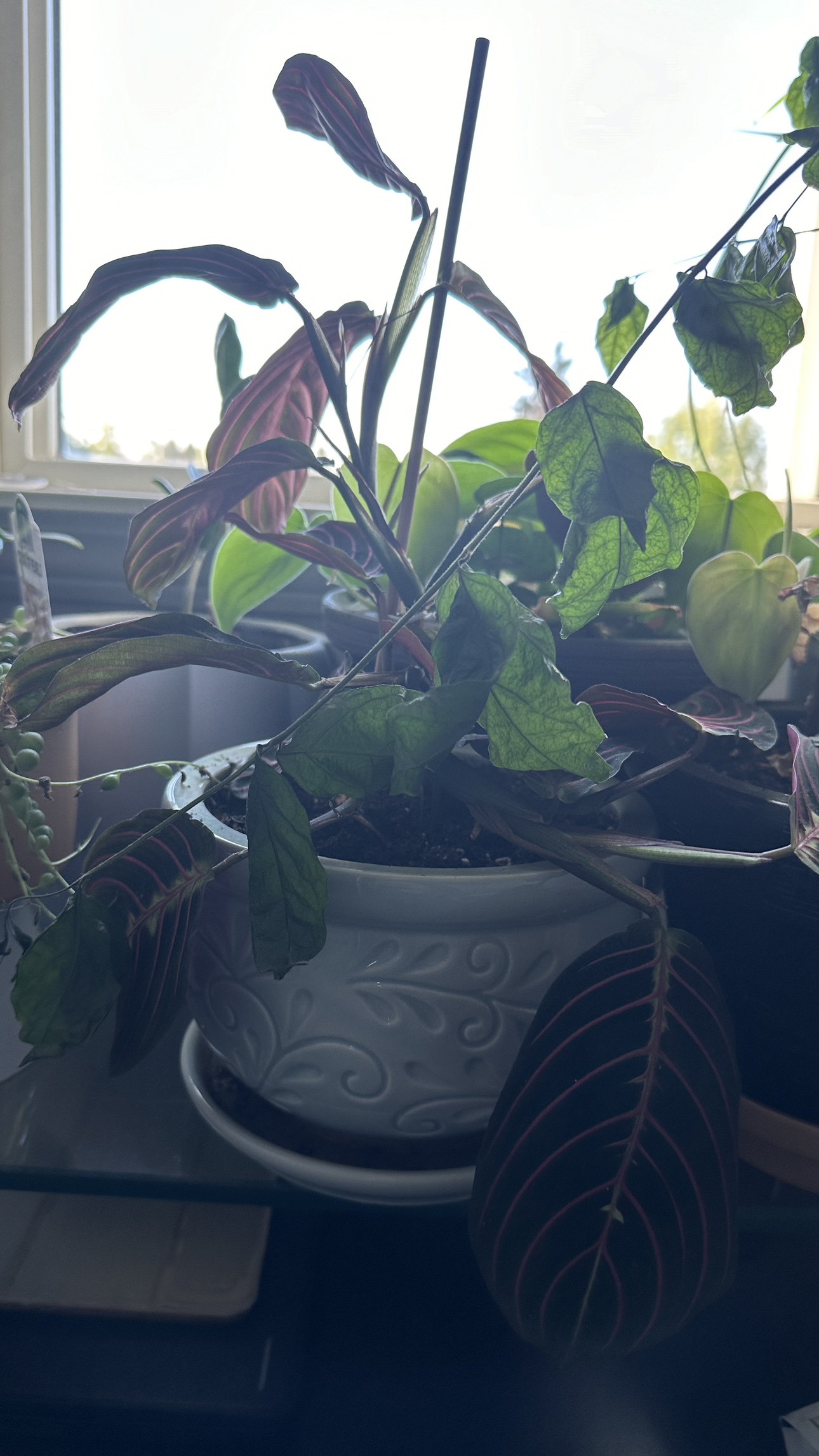 Houseplant in White Pot