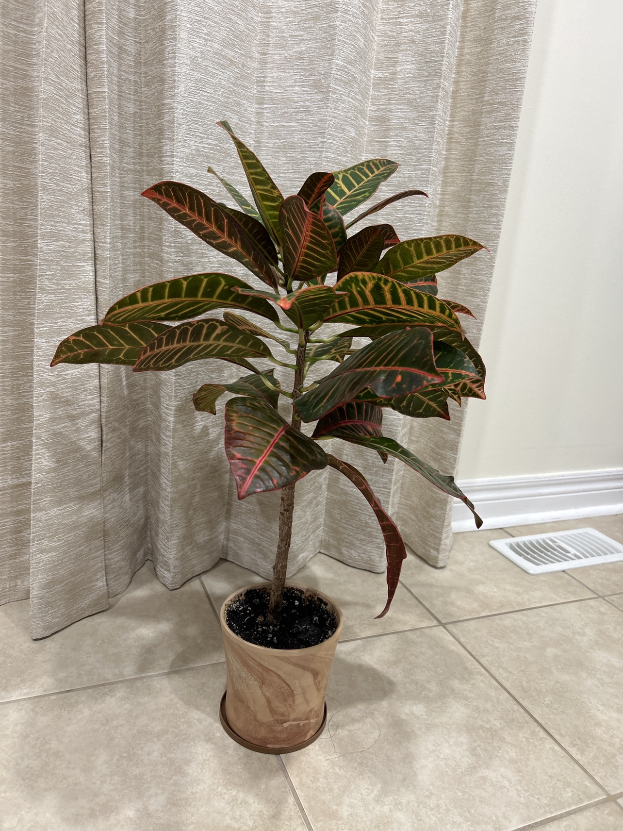 Croton Plant