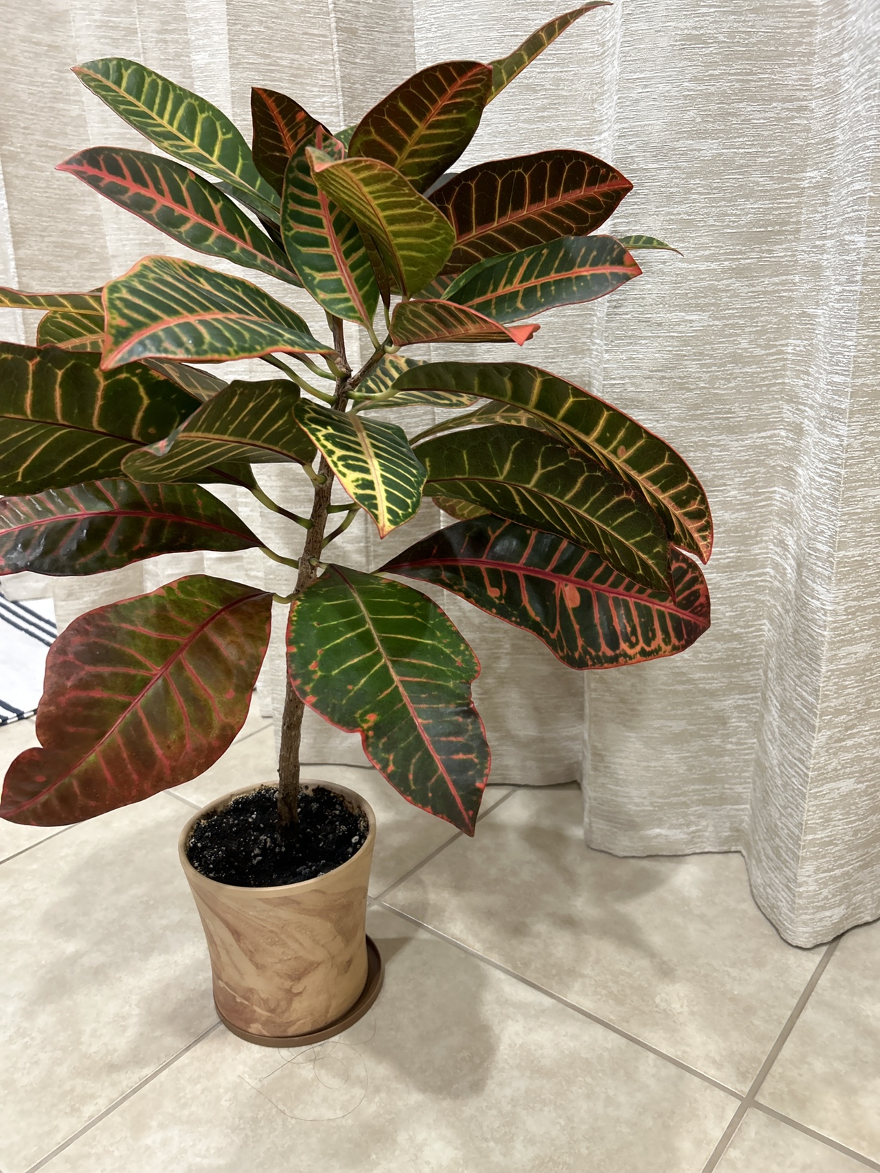 Croton Plant - photo 3