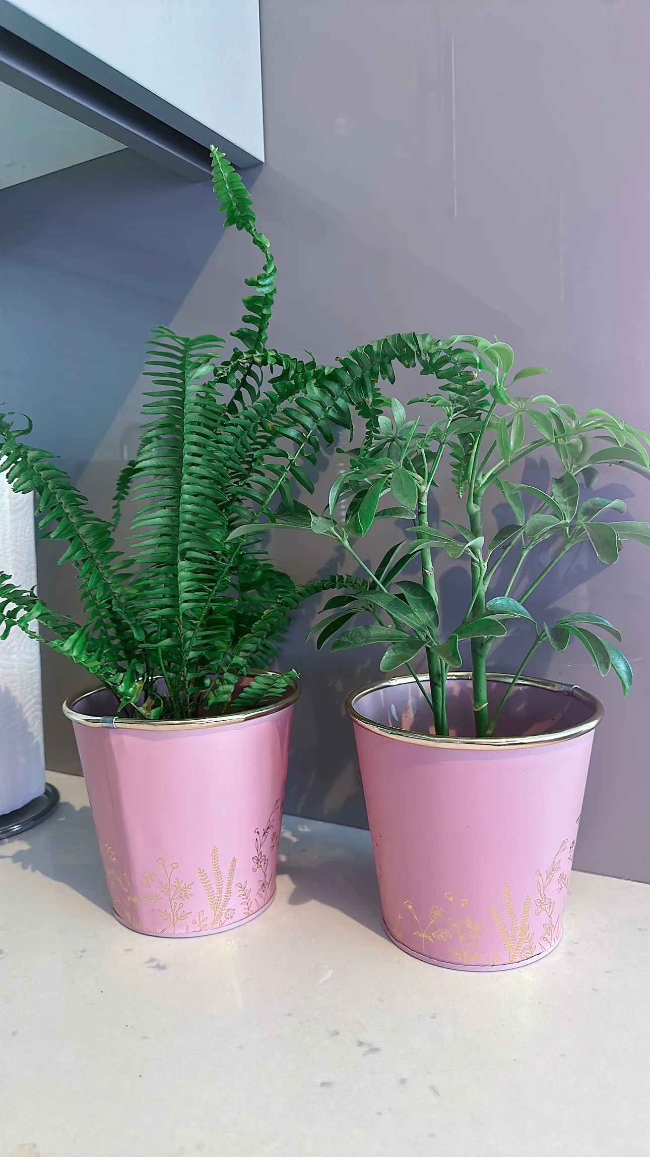 LOT of 2 plants thumbnail