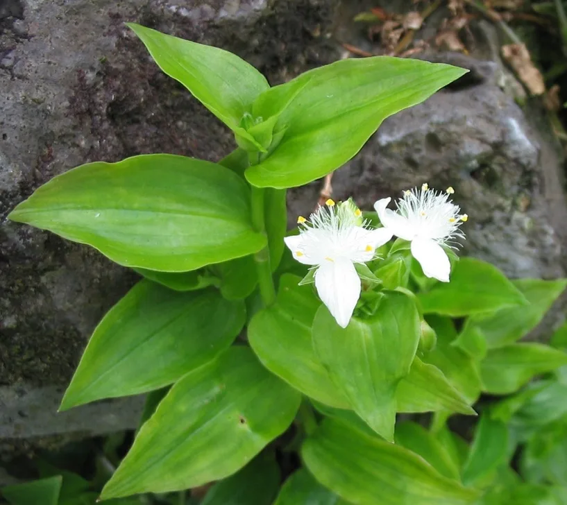 Inch Plant green variety, in 1 gallon pot. Indoor tropical plant image indicator(4)