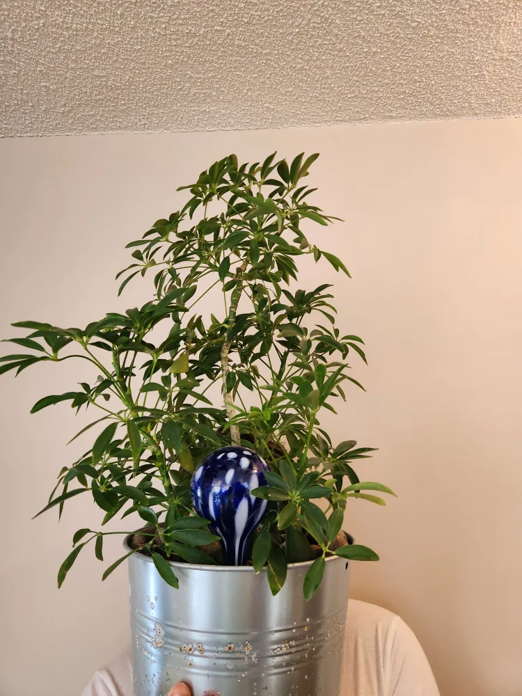Umbrella Plant thumbnail