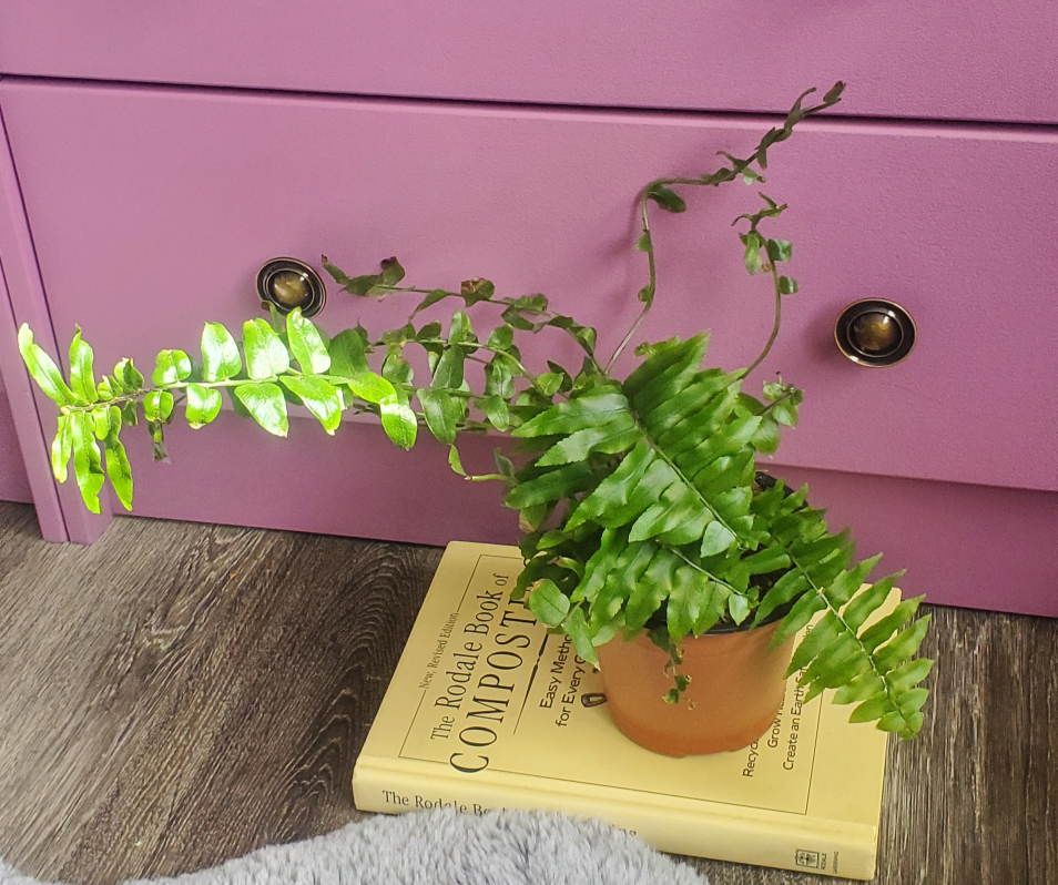 Fern Plant