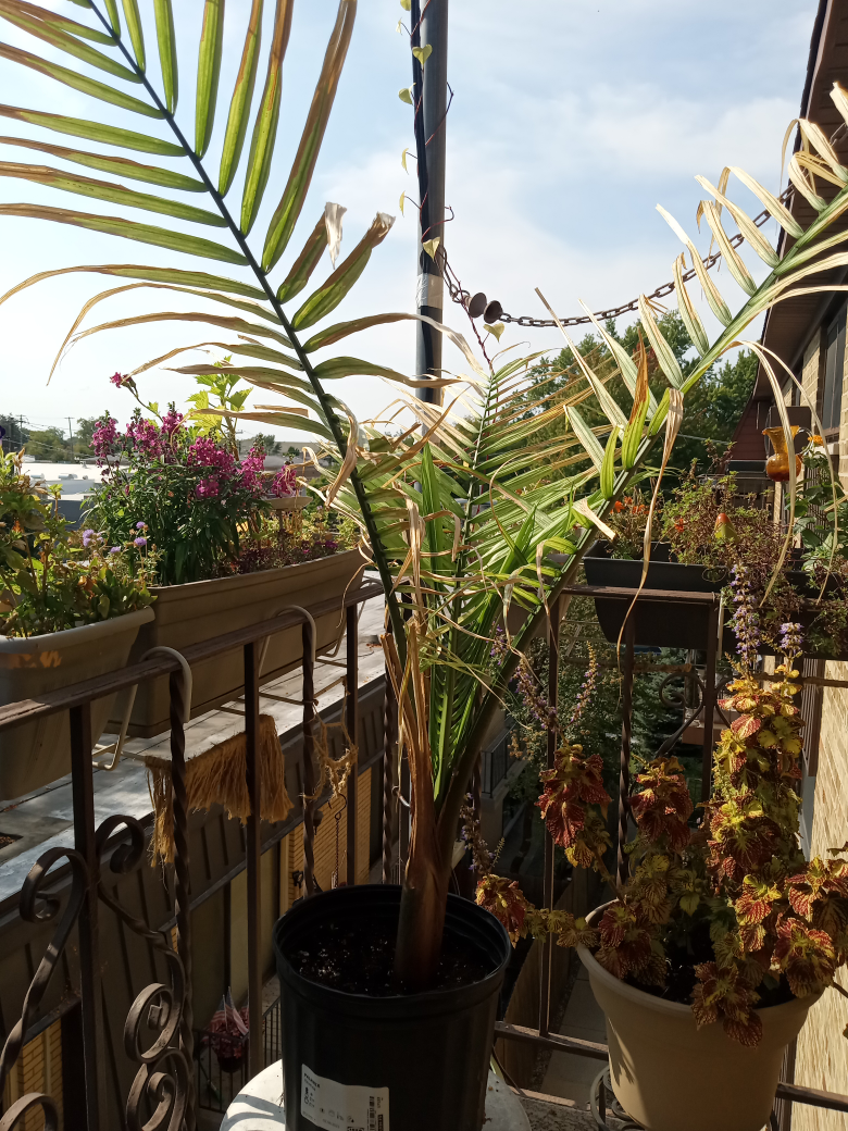 Palm Tree