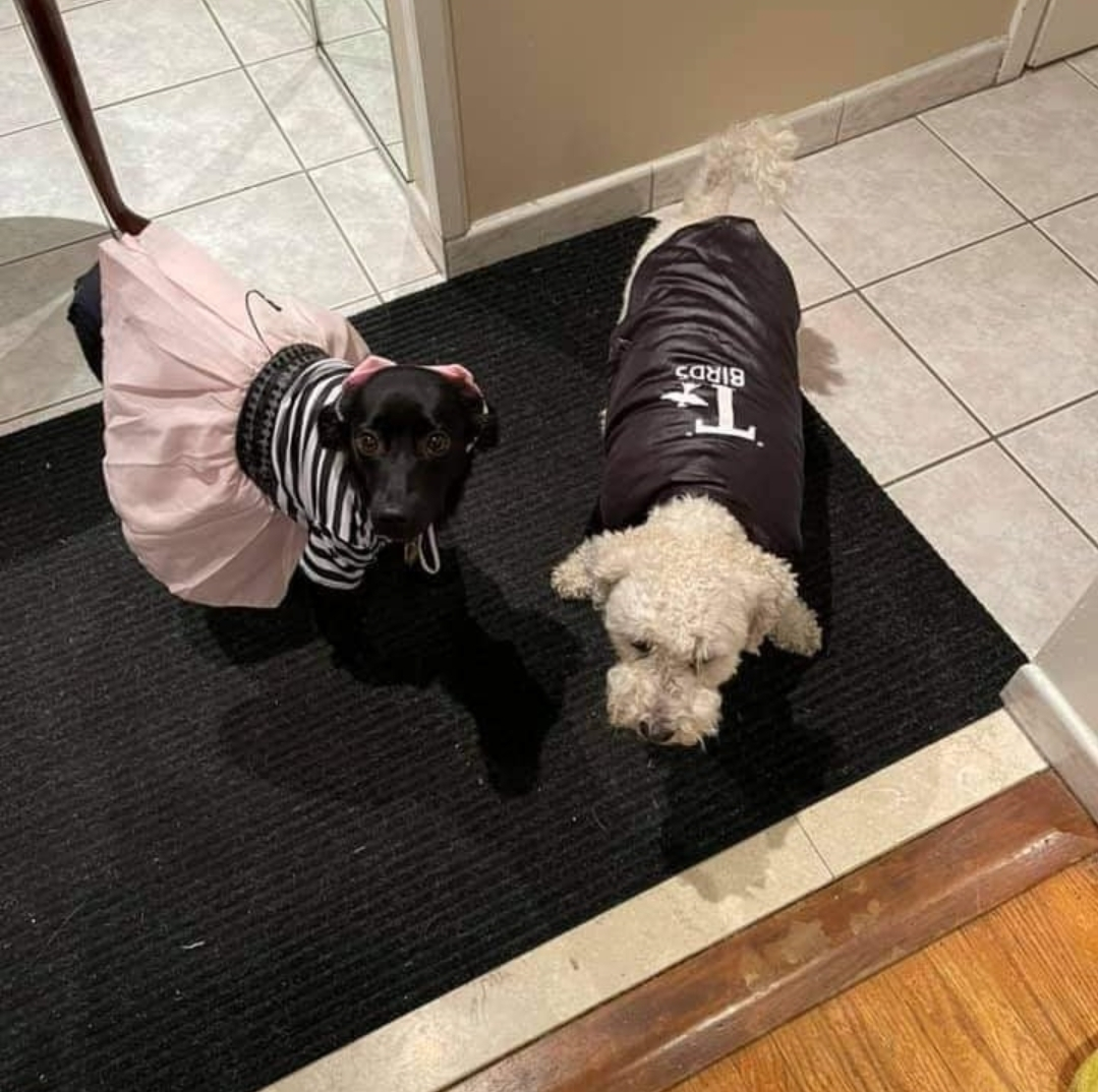 Dog Costumes - photo 2