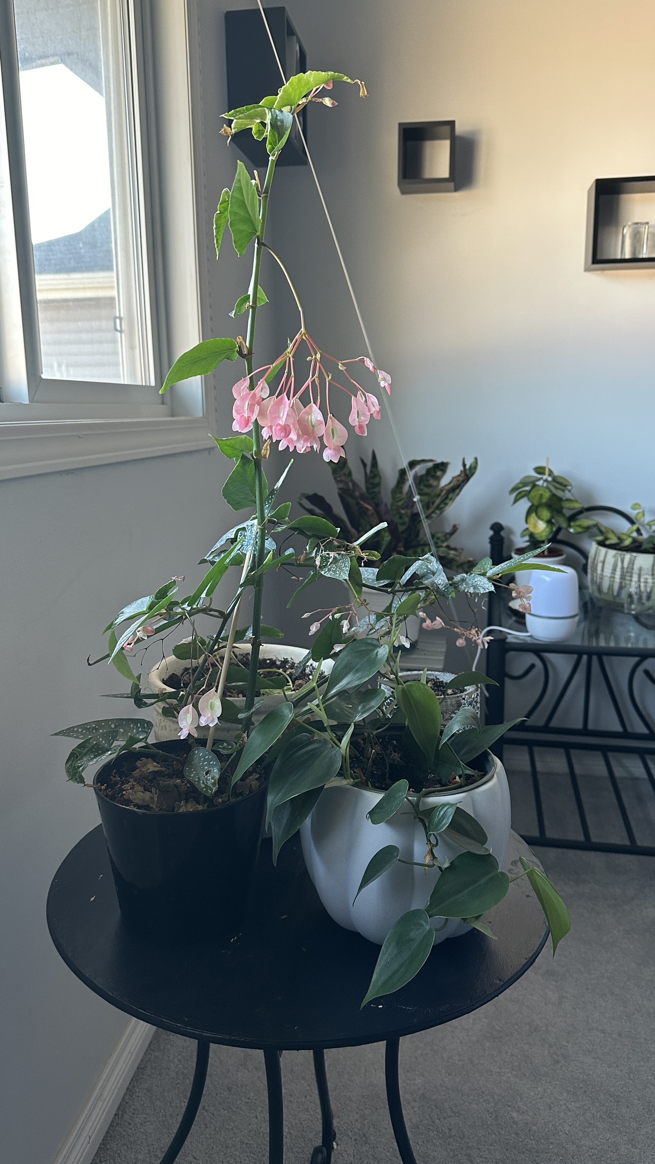 Pink Begonia Plant