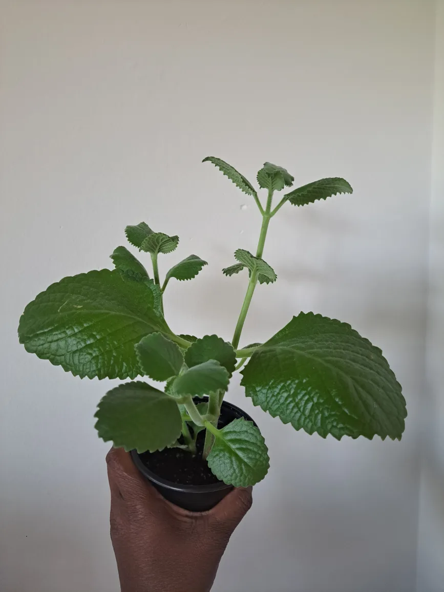 Potted Herb Plant thumbnail