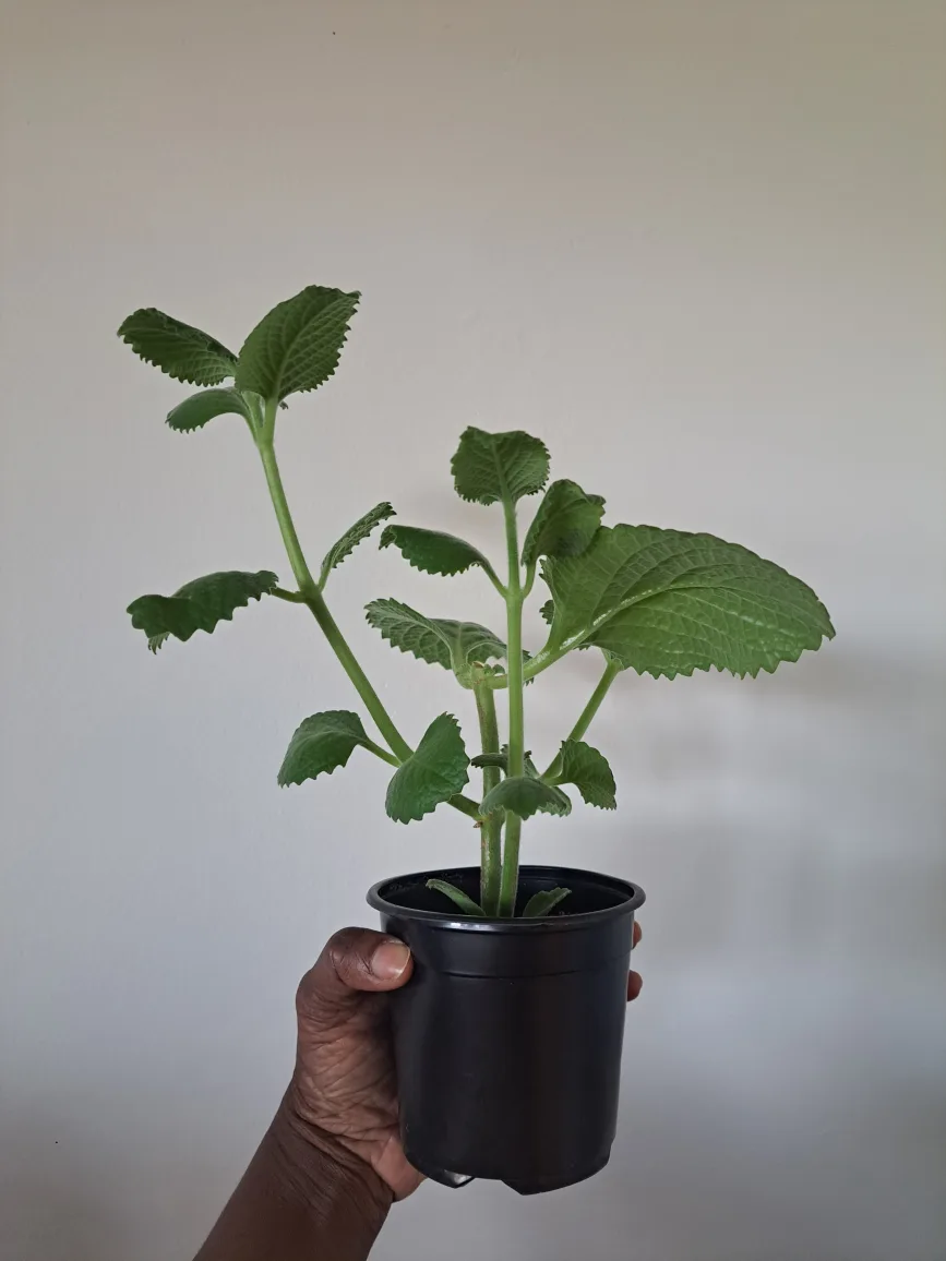 Potted Herb Plant image indicator(2)