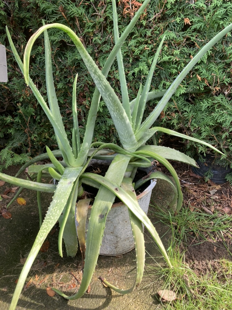 Large Aloe Plants - photo 2