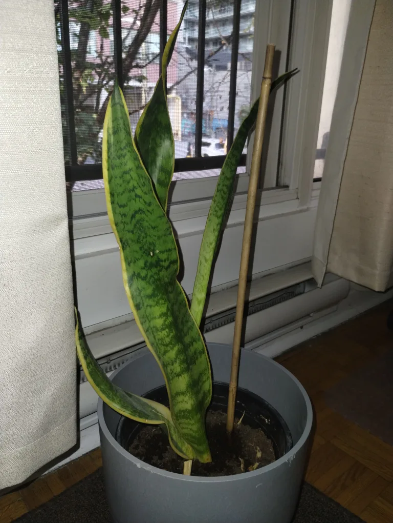 Free Snake Plant thumbnail