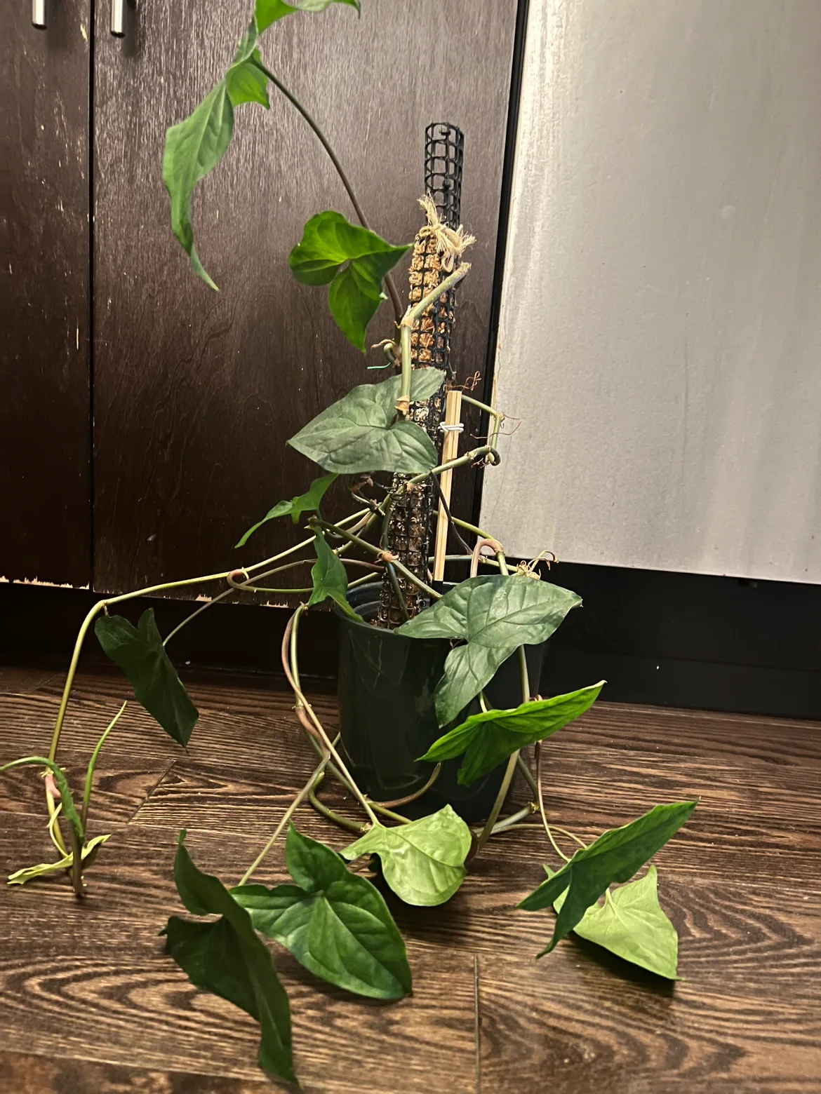 Syngonium Albo thumbnail
