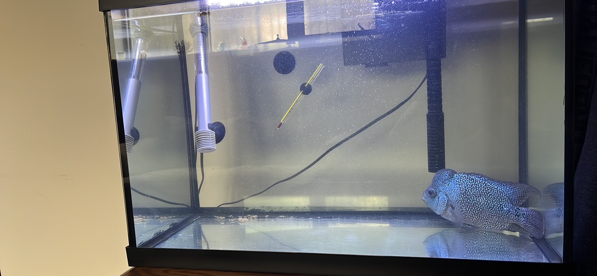 Fish Tank with flower horn fish