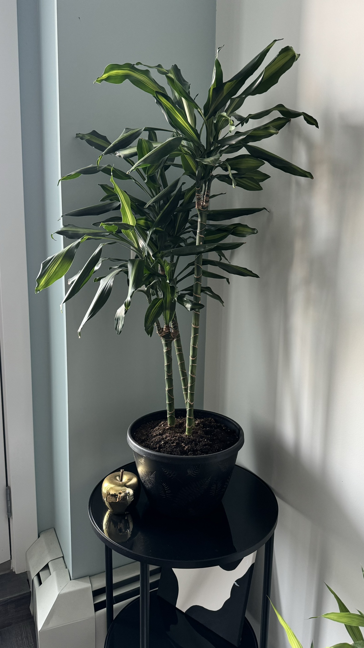 Plant Dracaena Cintho Variegated Cane