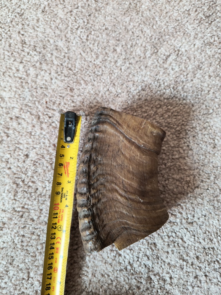 Large Animal Horn - photo 2