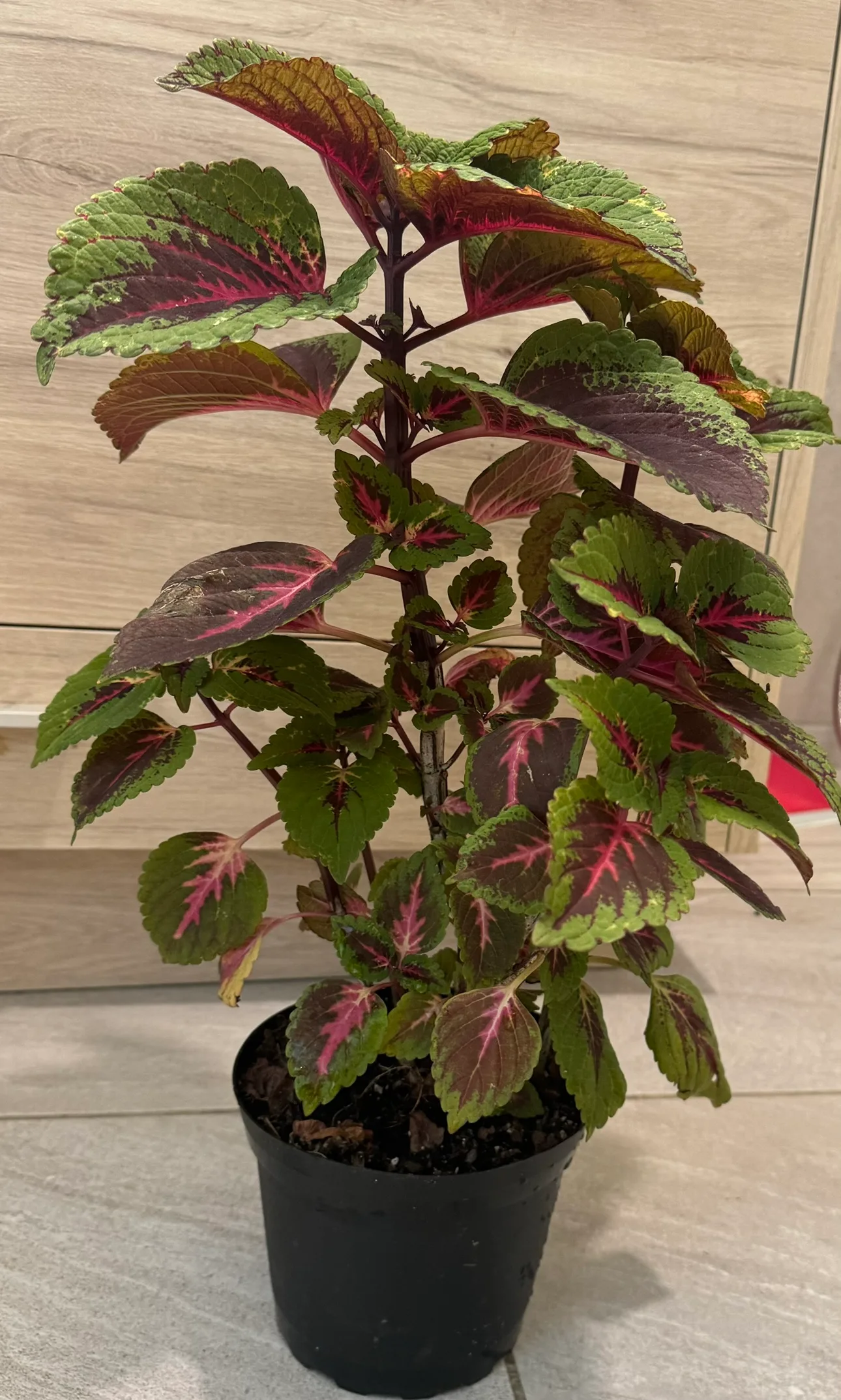 The Coleus Plant thumbnail