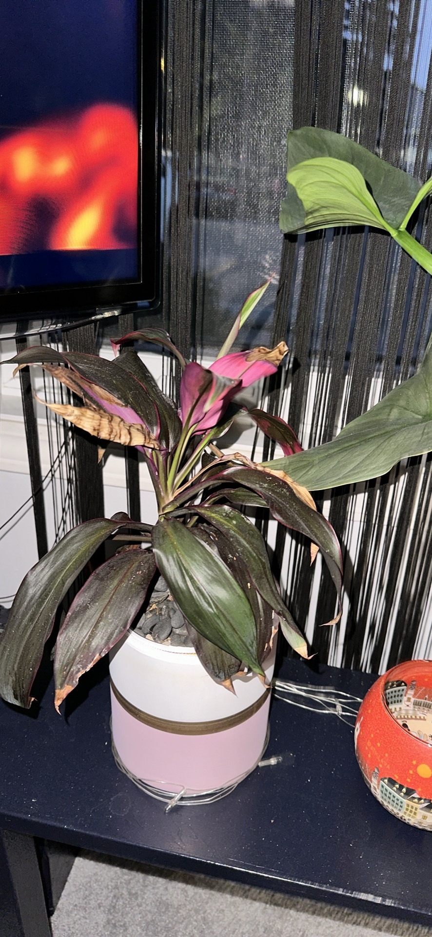 Pink Plant in pink Pot
