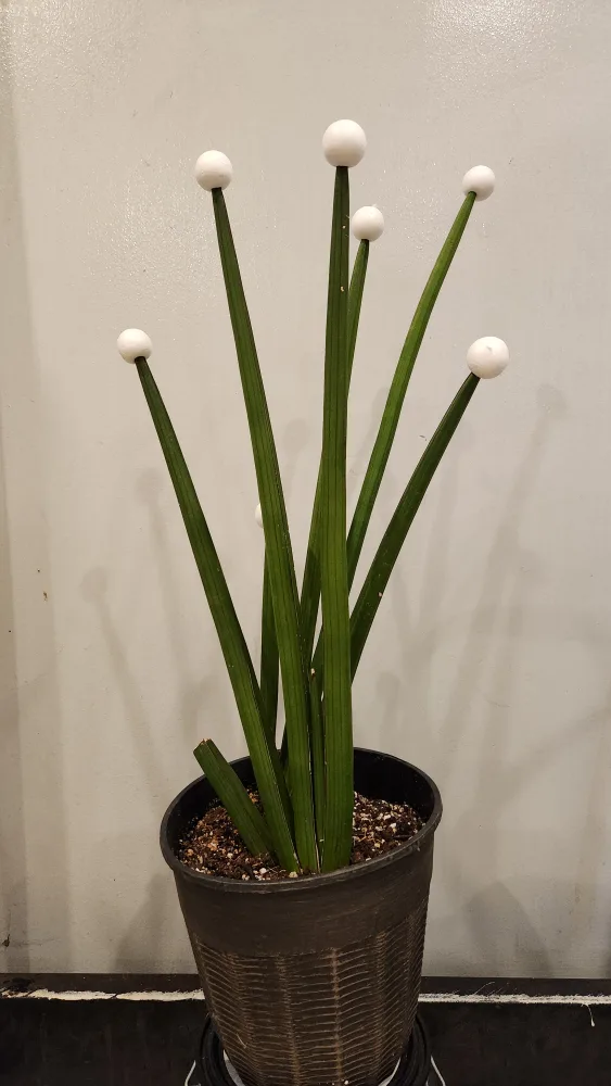 Snake Plant rhea fantail variety #freecycle thumbnail