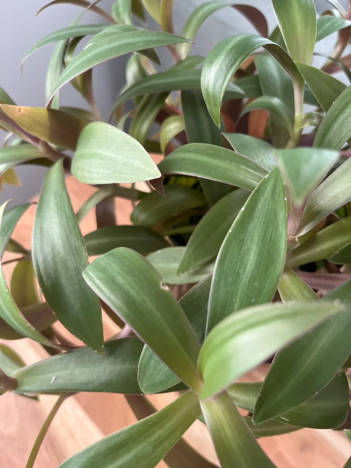 Purple Heart Plant (without pot) image indicator(2)