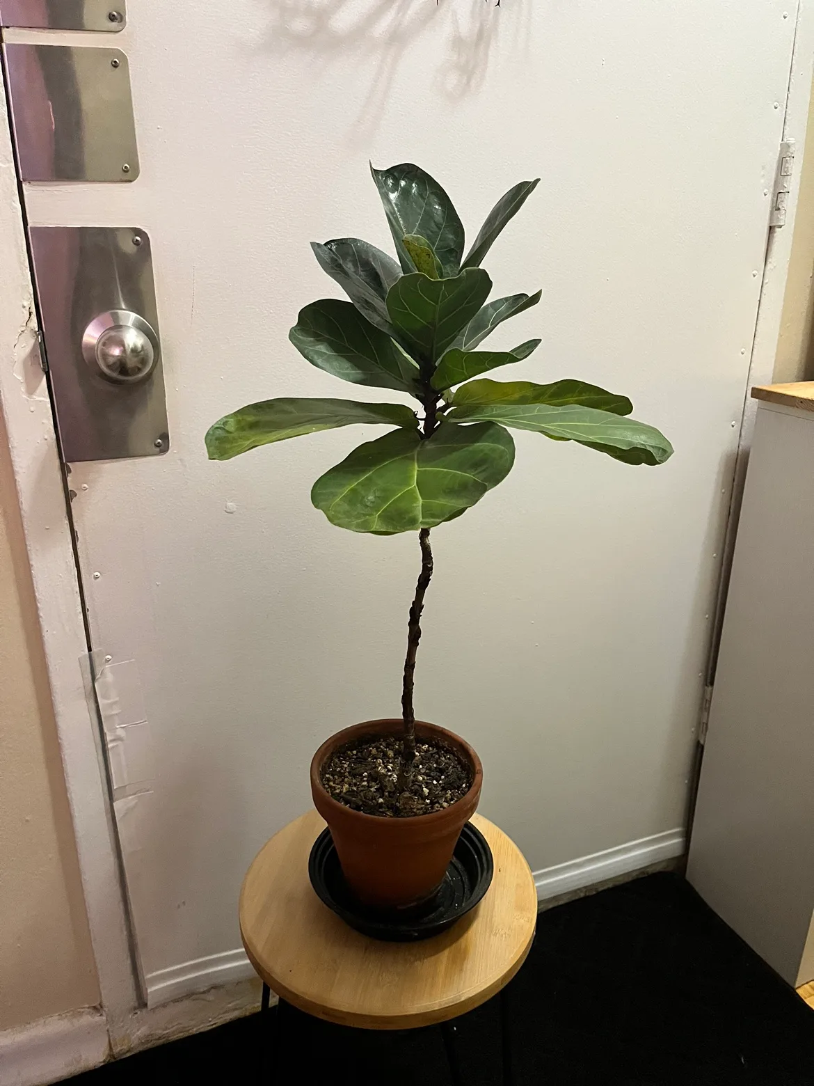 Little fiddle leaf fig plant thumbnail