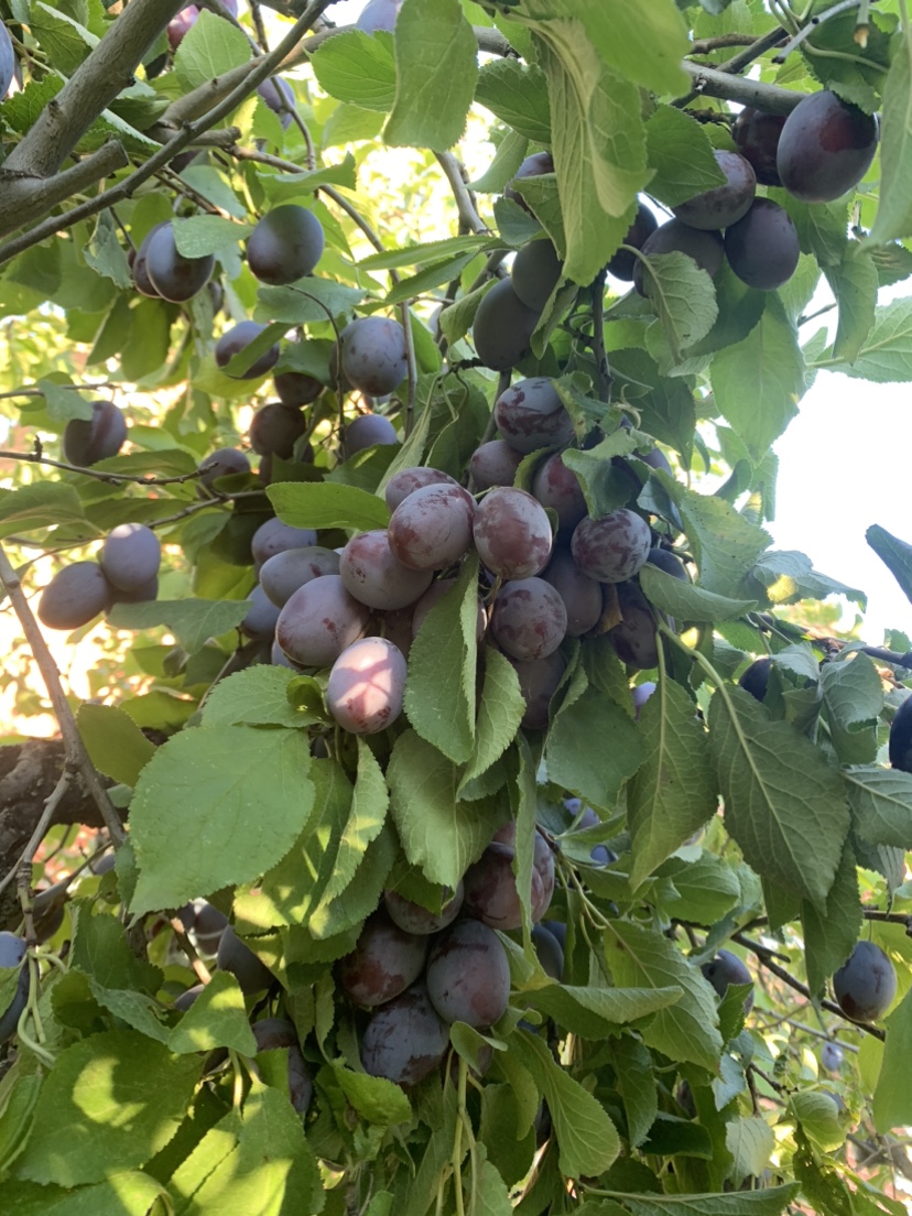 Organic European Plums💖For Limited Time Only❤️ - photo 4