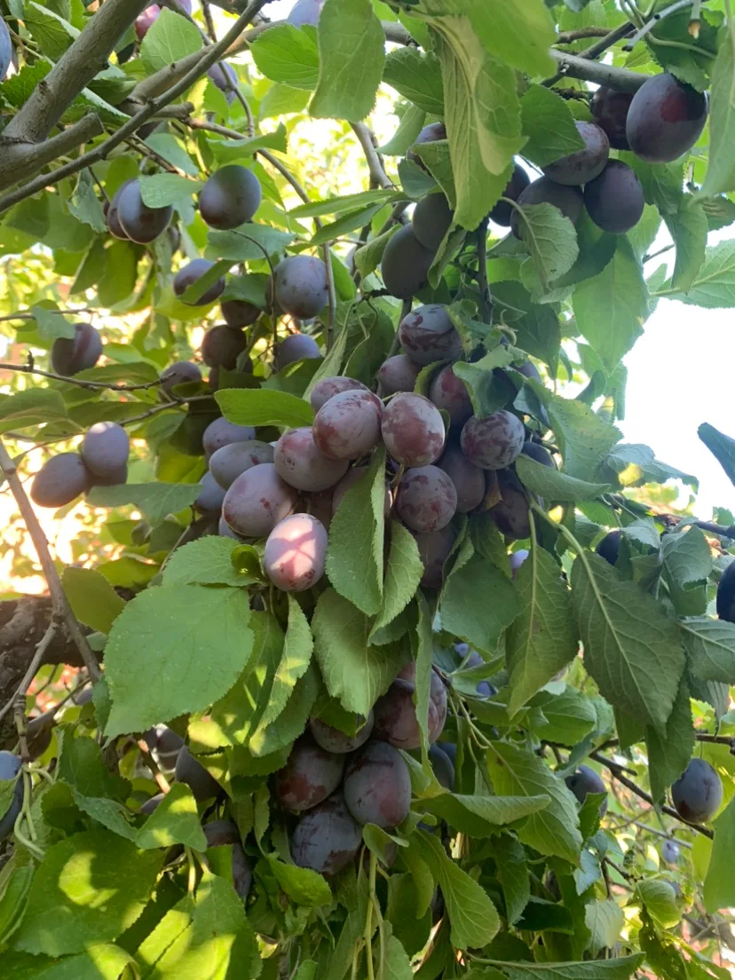 Organic European Plums💖For Limited Time Only❤️ image indicator(4)